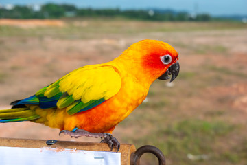 Fototapeta na wymiar Parrot with close up view