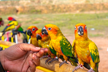 Parrot with close up view