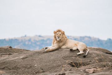 lazy lion on th rock in safari © gorgai