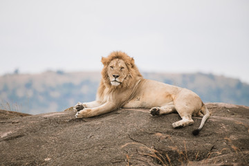 lazy lion on th rock in safari