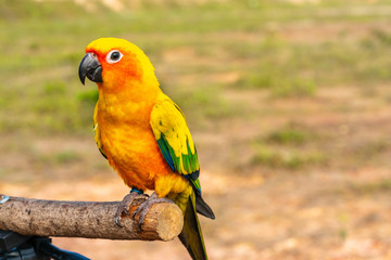 Parrot with close up view