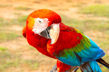 Parrot with close up view