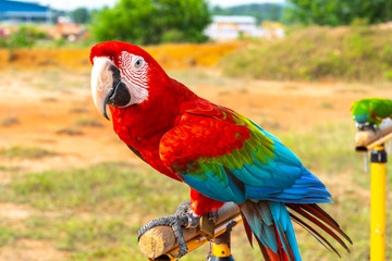 Parrot with close up view