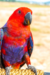 Parrot with close up view