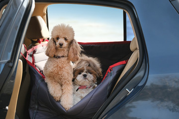 Dogs traveling in a car seat the back seat of a car.