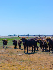 Aurochs stand in the field in the Hortobagy National Park in Hungary