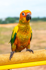 Parrot with close up view