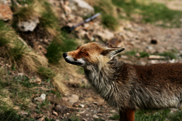Fototapeta premium Portrait of fox with closed eyes