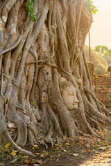 The head of a sandstone Buddha statue nestled in the tree roots beside the minor chapels with Orange light at Maha That temple Ayutthaya Thailand