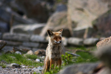 Portrait of fox sitting happy and smiling