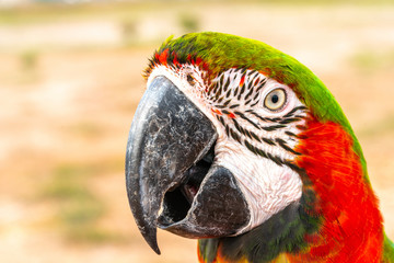 Parrot with close up view