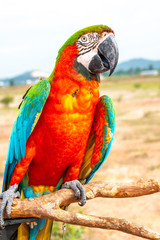 Parrot with close up view