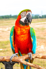 Parrot with close up view