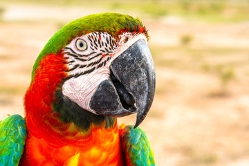 Parrot with close up view