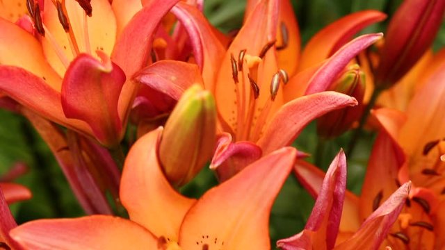 Red lily flowers in close up