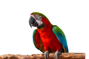 Parrot with close up view © mawardibahar
