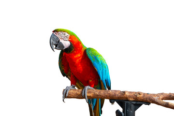 Parrot with close up view