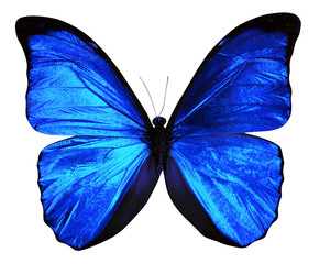 blue butterfly Morpho menelaus isolated on a white background