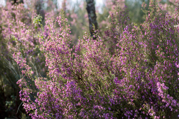 Obraz premium Heath blossom