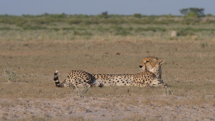 Cheetah resting on the savanna