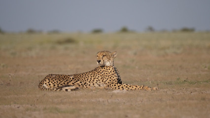 Cheetah resting on the savanna