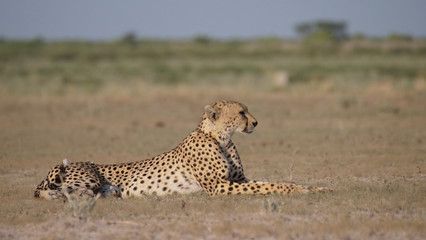 Cheetah resting on the savanna