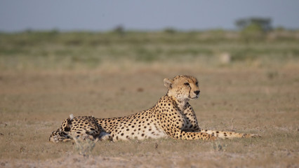 Cheetah resting on the savanna