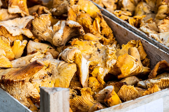 Cagette de champignons girolles fraiches