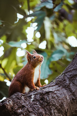 Ecureuil roux sur la branche d'un arbre