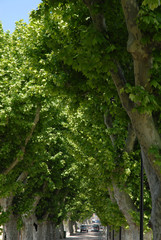 Fototapeta premium Platanenallee