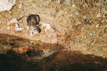 Adorable rat des champs dans la terre