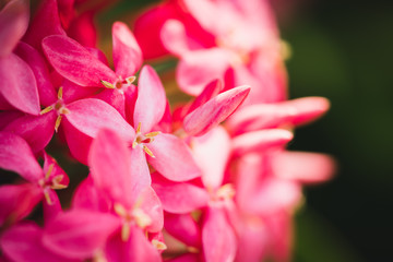 Closeup pink Needle Flower with copy space using as background concept