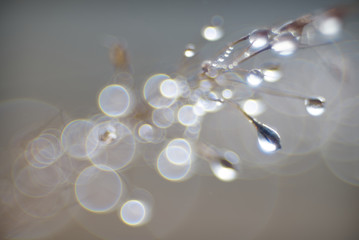Glitter droplet on grass flower tip with bubble blur background