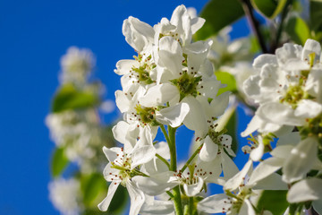 White blossoms of Amelanchier canadensis, serviceberry, shadberry or Juneberry tree on blue sky background. Selective focus close-up. Landscape for any wallpaper. There is place for text