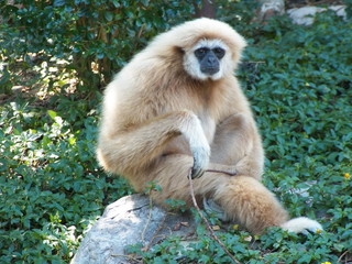 Monkey Gibbons at dawn