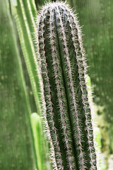 Natural green cactus close up in nature. Wild prickly succulent plant outdoors with sun light. Selective focus. Vertical format image.