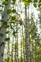 Obraz premium Birkenwald in Finnland