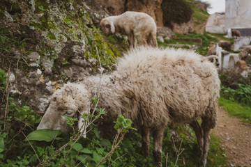 Group of hungry sheeps, grazing on the historical graveyard in Fez, Morocco