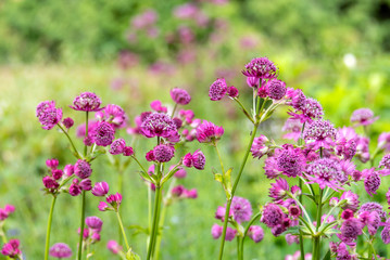 Naklejka premium Eupatorium blooms in the garden