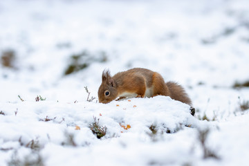 red squirrel, Sciurus vulgaris, close up portrait while surrounded by snow, looking/eating during a cold day in march in the cairngorms national park, Scotland.