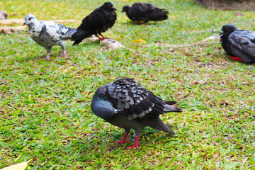 A pigeon preen its own feather