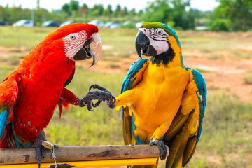 Parrot with close up view