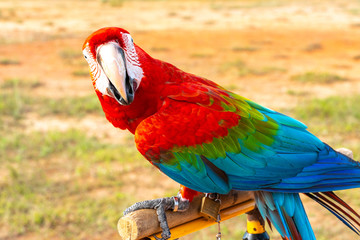 Parrot with close up view