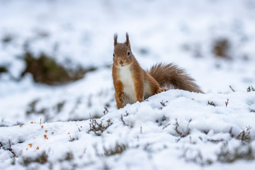 red squirrel, Sciurus vulgaris, close up portrait while surrounded by snow, looking/eating during a cold day in march in the cairngorms national park, Scotland.