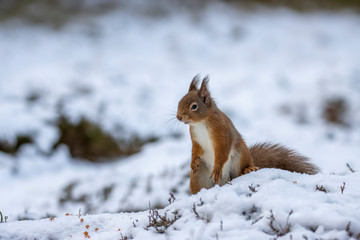 Naklejka na ściany i meble red squirrel, Sciurus vulgaris, close up portrait while surrounded by snow, looking/eating during a cold day in march in the cairngorms national park, Scotland.