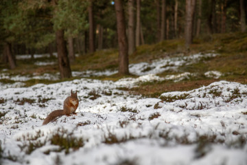red squirrels, Sciurus vulgaris, wide environmental shot including the surrounding woodland with snow on the heather floor in the cairngorms national park, Scotland.