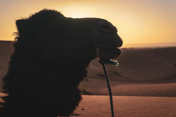 Naklejka premium Close up of the male young caravan camel on his break during the sunset on the sahara desert in morocco.
