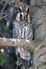 An owl eared (Asio Otus) sits on a tree