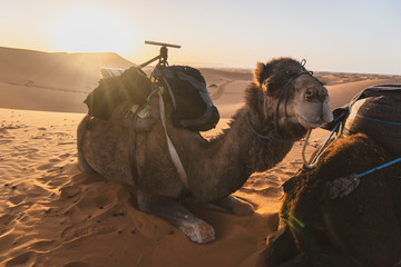 Close up of the male young caravan camel on his break during the sunset on the sahara desert in...
