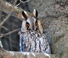 An owl eared (Asio Otus) sits on a tree